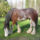 Clydesdale_8-001_1368055_6364_t