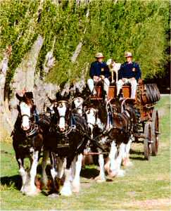 clydesdale 9