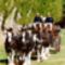 clydesdale 9