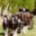 Clydesdale_9_1368056_1272_t