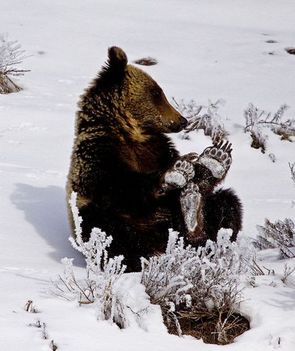 grizzly-medve-yellowstone-national-park