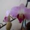 kinyílott az orchideám.