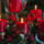 Advent4_1306169_6706_t