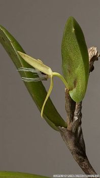Éjjel nyíló orchidea