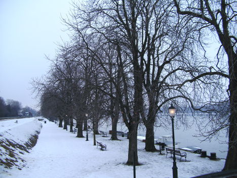 Gesztenyrfa sor Duna partján