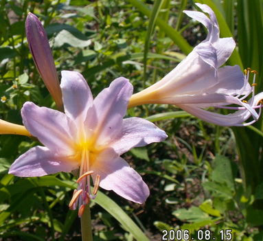 Japán amarillis-Lycoris squamigera 