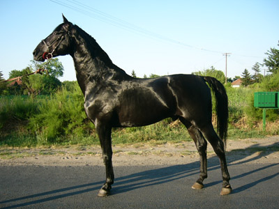lovas kép 6