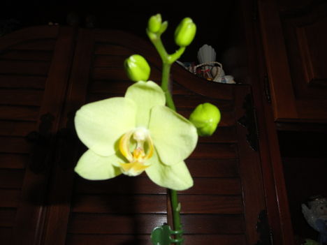 Orchidea 1; Phalaenopsis