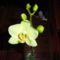 Orchidea 1; Phalaenopsis