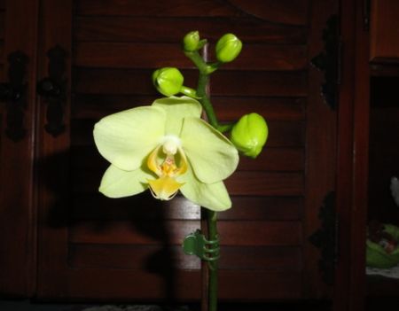 Orchidea 2; Phalaenopsis