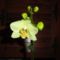 Orchidea 2; Phalaenopsis