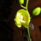 Orchidea 4; Phalaenopsis