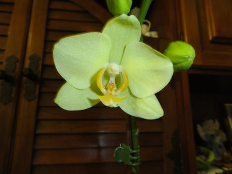 Orchidea 5, Phalaenopsis