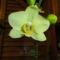 Orchidea 5, Phalaenopsis