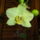 Orchidea_5_phalaenopsis_1360238_4189_t