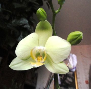 Orchidea 6; Phalaenopsis