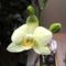 Orchidea 6; Phalaenopsis
