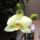 Orchidea_6_phalaenopsis_1360239_9409_t