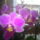 Orchideaim_1-001_1036954_6787_t
