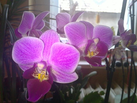 Orchideáim 1