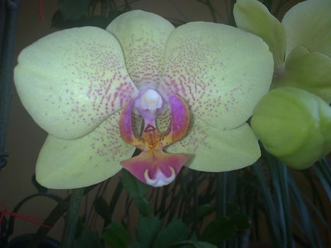 Orchideáim 2