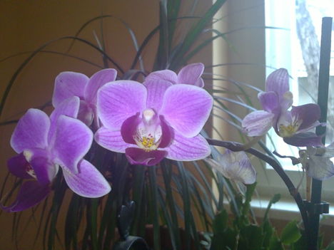 Orchideáim 3