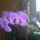 Orchideaim_3-001_1036956_4565_t