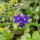 Orvosi_atracelanchusa_officinalis_136519_72243_t