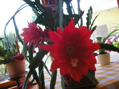 piros kaktusz