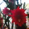 piros kaktusz