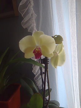 Sárga orchideám