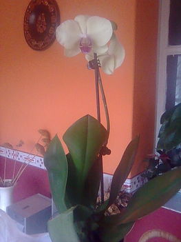 Sárga orchideám 2011.11.24