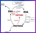 A peptid bioregulátorok