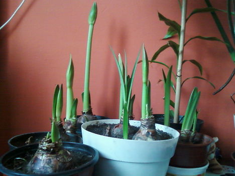 Amarillisz bimbósan 1