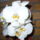 Orchidea_2_1371627_2883_t