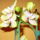 Orchidea_3_1371628_6315_t