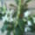 Orchidea_6_1371631_1871_t