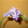 Orchidea_8_1371633_4781_t