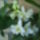 Orchidea_9_1371634_1026_t