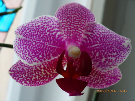 orchidea 2