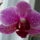 Orchidea_2-001_1372436_1715_t