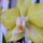 Orchidea_4-001_1372438_6303_t