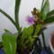 orchidea 6