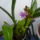 Orchidea_6-001_1372440_3021_t