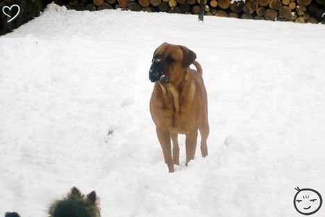 Zeusz a hóban.