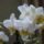 Apro_szepseg_-001_1373652_2768_t