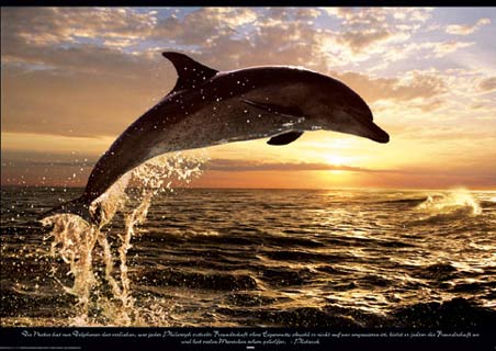 dolphin1