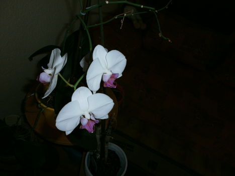 orchidea ami virágzik