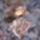Tel_a_pilisben-010_1373392_5693_t