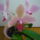 Viragzas___10-003_1373777_5192_t